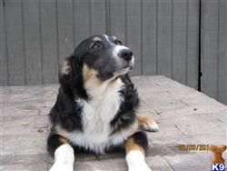 australian shepherd puppy posted by KT Awesome Aussies